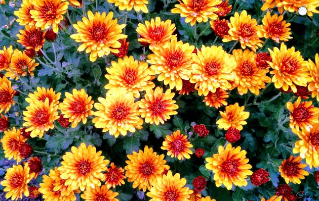 Őszi virág, krizantém (Chrysanthemum) (Fotó: Kibelbeck Mara/Cultura.hu)