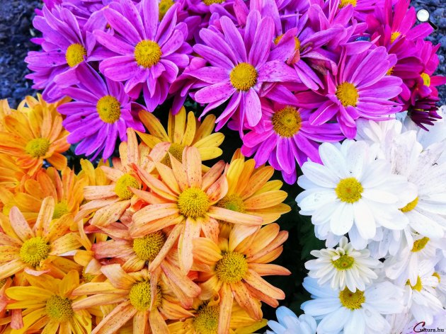 Őszi virág, krizantém (Chrysanthemum) (Fotó: Kibelbeck Mara/Cultura.hu)