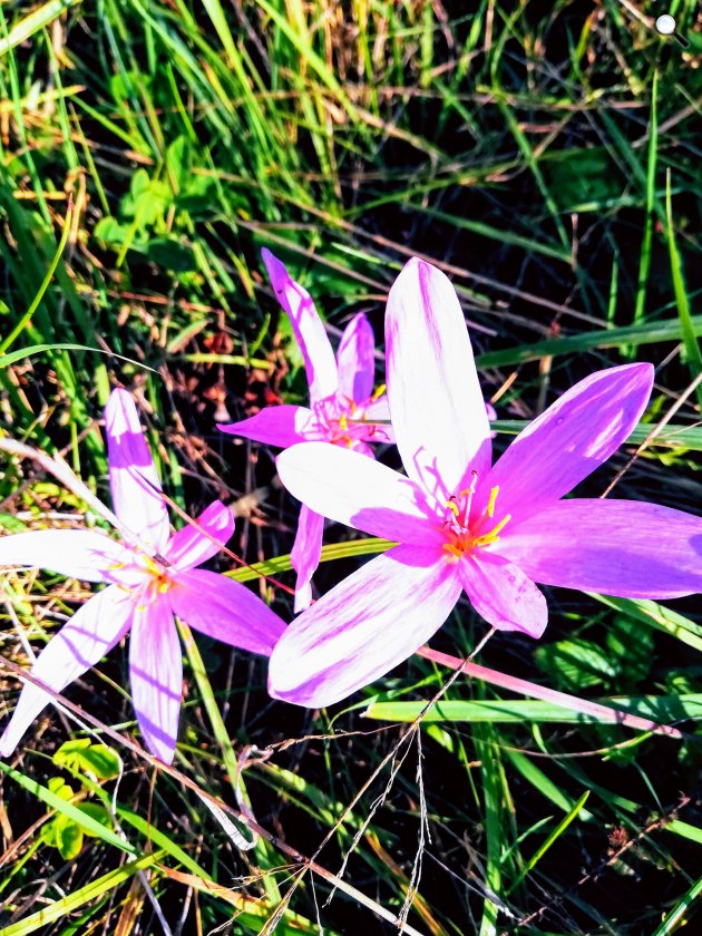 Réti virág - őszi kikerics (Colchicum autumnale) Visegrádi-hegységben, a Dunakanyarban, 2019 (Fotó: Kibelbeck Mara/Cultura.hu)