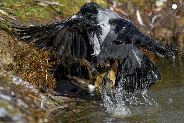 Télen fürdőző dolmányos varjú (Corvus cornix) a debreceni Nagyerdőben lévő Békás-tónál, 2020 (Fotó: MTI/Czeglédi Zsolt)
