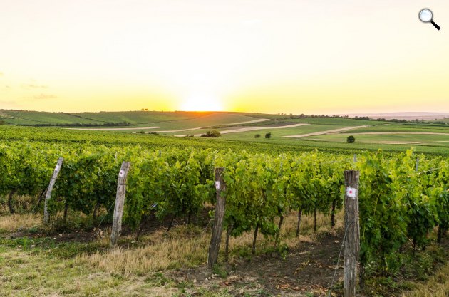 Furmint szőlő, szőlészet (Fotó: Press)