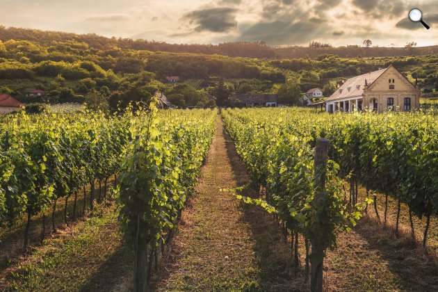 Furmint szőlő, szőlészet (Fotó: Press)