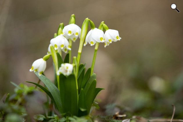 Virágzó tavaszi tőzike (Leucojum vernum) a Duna-Dráva Nemzeti Park területén, 2020. február (Fotó: MTI/Varga György)
