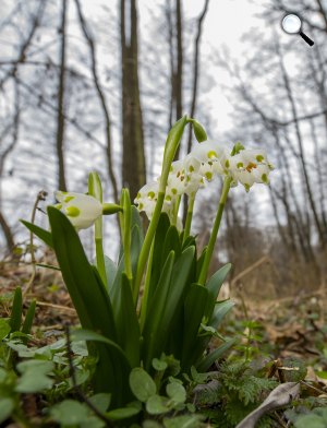 Virágzó tavaszi tőzike (Leucojum vernum) a Duna-Dráva Nemzeti Park területén, 2020. február (Fotó: MTI/Varga György)