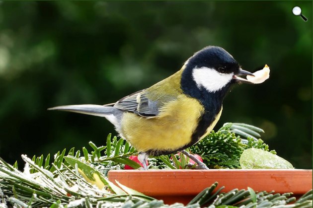 Széncinege (Parus major) egy madáretetőnél (Fotó: Pixabay)