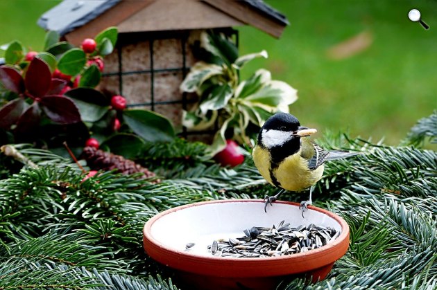Széncinege (Parus major) egy madáretetőnél (Fotó: Pixabay)