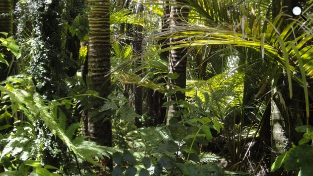 Trópusi erdő az Amazonas mentén, Dél-Amerika (Fotó: Pixabay)