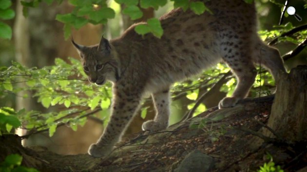 Mosonyi - Bagladi: Vad erdők, vad bércek – A fantom nyomában - hiúz (Fotó: Pannonia Entertainment)