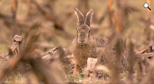Mosonyi - Bagladi: Vad erdők, vad bércek – A fantom nyomában - vadnyúl (Fotó: Pannonia Entertainment)