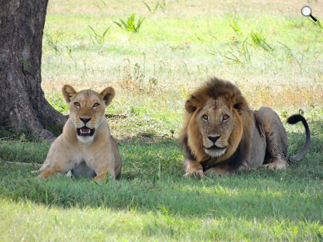 Hím és nőstény oroszlán (Panthera leo), az állatok királyának is nevezik őket (Fotó: Pixabay)