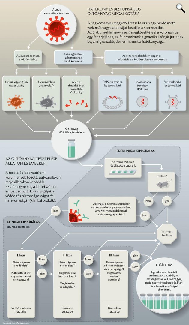 Koronavírus vakcinafejlesztés, oltóanyag-előállítás menete (Fotó: mta.hu)