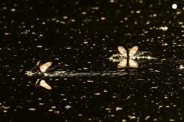 Megkezdődött a kérészrajzás - tiszavirágok (Palingenia longicauda) a Tisza-tó térségében, 2020 (Fotó: MTI/Komka Péter)