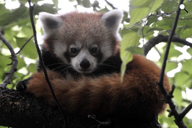 Bendegúz, vörös macskamedve vagy vörös panda (Ailurus fulgens) a Fővárosi Állat- és Növénykertben Budapest, 2020 (Fotó: MTI/Kovács Attila)