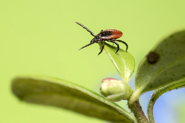 Közönséges kullancs (Ixodes ricinus) (Fotó: Pixabay)