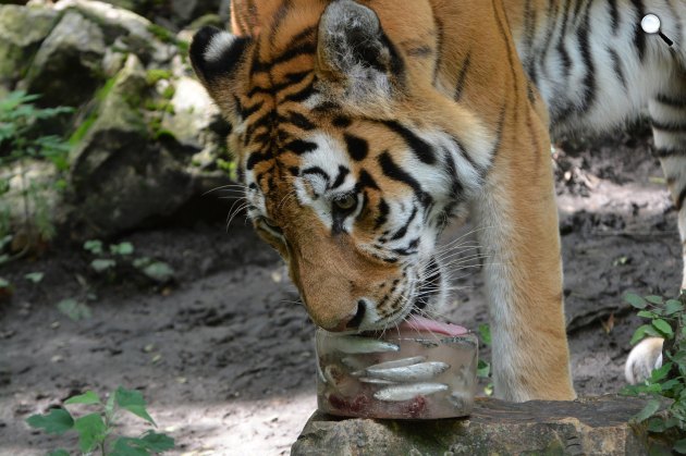 Fagyizó tigris a Szegedi Vadasparkban, 2020 (Fotó: Szegedi Vadaspark)