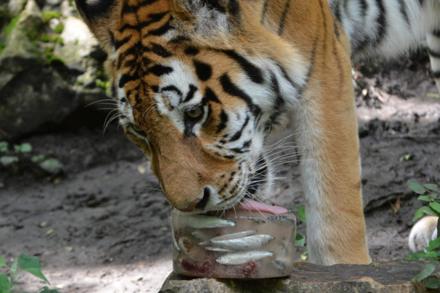 Fagyizó tigris a Szegedi Vadasparkban, 2020 (Fotó: Szegedi Vadaspark)