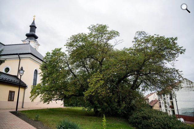 Az év fájának választott mélykúti júdásfa, 2020 (Fotó: MTI/Sóki Tamás)