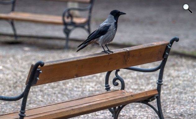 Dolmányos varjú vagy szürke varjú (Corvus cornix) Budapest belvárosában (Fotó: MTI/Balogh Zoltán)