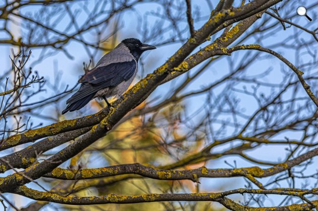 A dolmányos varjú vagy szürke varjú (Corvus cornix) életkora elérheti a 10 évet is (Fotó: Pixabay)