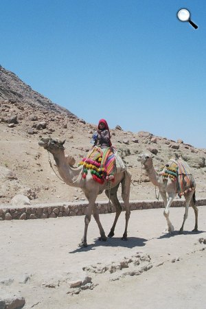 Egyiptomi beduinok a Sinai-félszigeten, Egyiptom (Fotó: Pixabay)