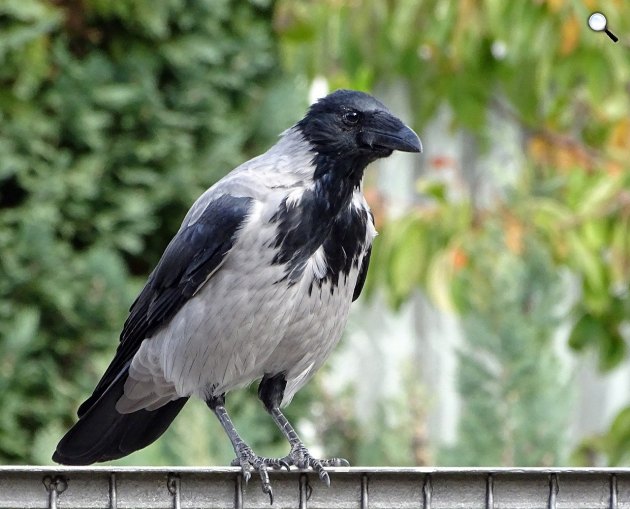 A dolmányos varjú vagy szürke varjú (Corvus cornix) életkora elérheti a 10 évet is (Fotó: Pixabay)