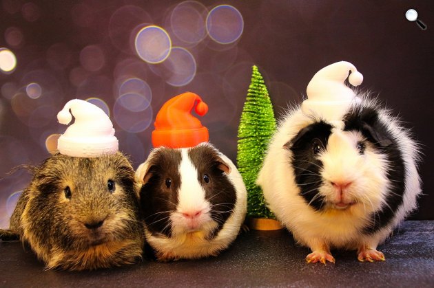 Tengeri hörcsögök a karácsonyi díszek mellett (Fotó: Pixabay)