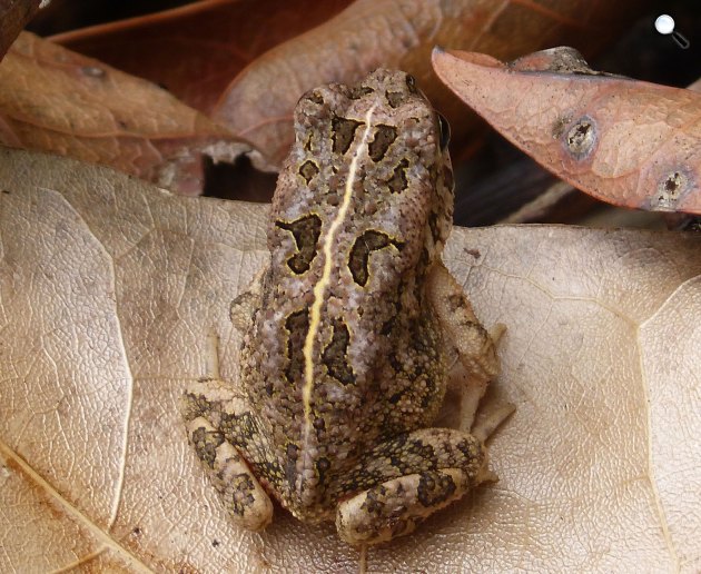 Az afrikai varangy (Amietophrynus gutturalis) ürülékében fedezték fl a Pseudoacanthocephalus goodmani nevű új parazita férget 2020-ban (Fotó: Gail Hampshire/Wikimédia)