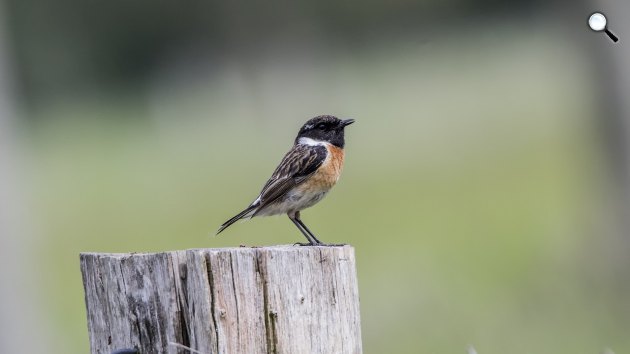 A cigánycsuk (Saxicola rubicola) a természetben (Fotó: Pixabay)