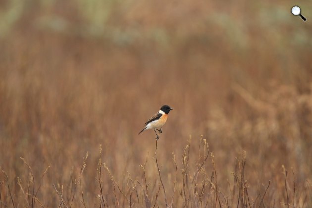 A cigánycsuk (Saxicola rubicola) a természetben (Fotó: Pixabay)
