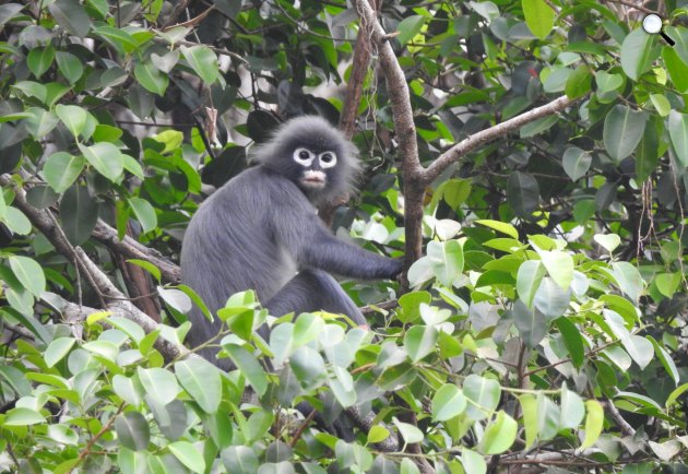 Trachypithecus popa (Popa langur) nevű majom a Yathae Pyan hegyen, Mianmar, 2020 (Fotó: Aung Ko Lin, Fauna & Flora International/Wikimédia)