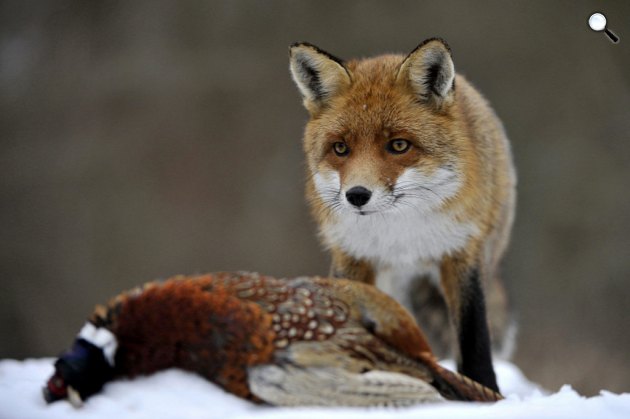 Vörös róka (Vulpes vulpes) egy fácán (Phasianus colchicus) tetemével a Pest megyei Pomáz környékén 2014 telén (Fotó: MTI/Kovács Attila)