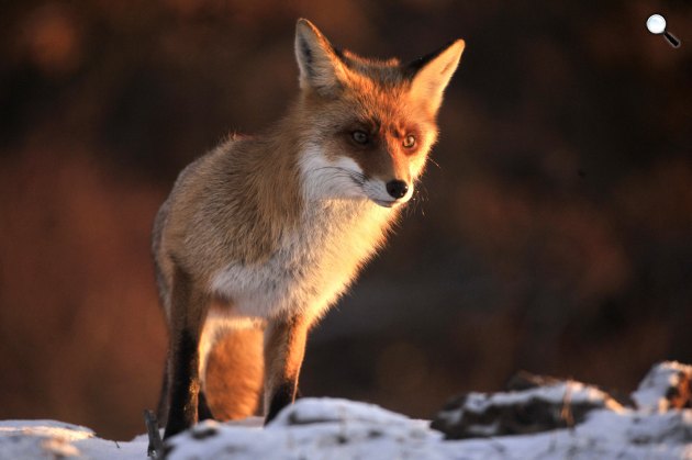 Vörös róka (Vulpes vulpes) a Pest megyei Pomáz környékén 2021 januárjában (Fotó: MTI/Kovács Attila)