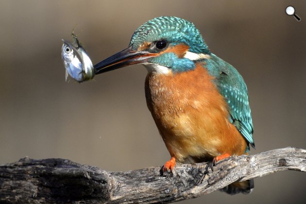 Jégmadár (Alcedo atthis) a Bács-Kiskun megyei Tiszaalpár határában 2021 (Fotó: MTI/Kovács Attila)