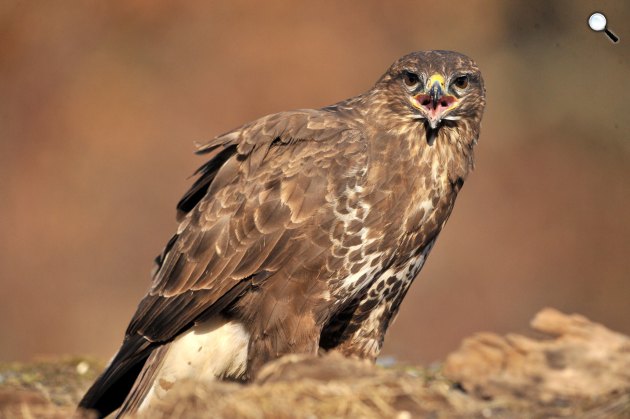 Egerészölyv (Buteo buteo) a Pest megyei Pomáz környékén, 2021. (Fotó: MTI/Kovács Attila)
