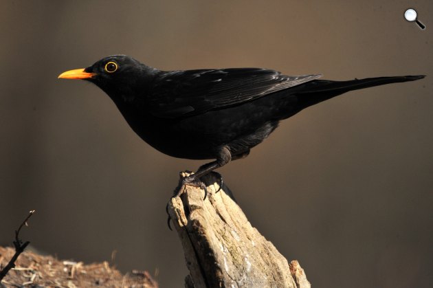 Hím fekete rigó (Turdus merula) a Pest megyei Pomáz környékén 2021. (Fotó: MTI/Kovács Attila)