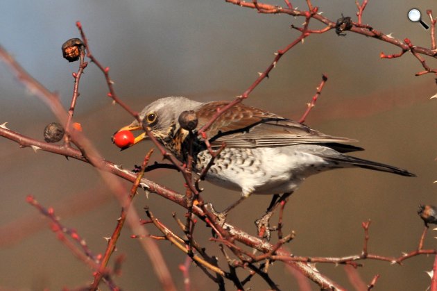 Fenyőrigó (Turdus pilaris) a Pest megyei Pomáz környékén 2021. (Fotó: MTI/Kovács Attila)