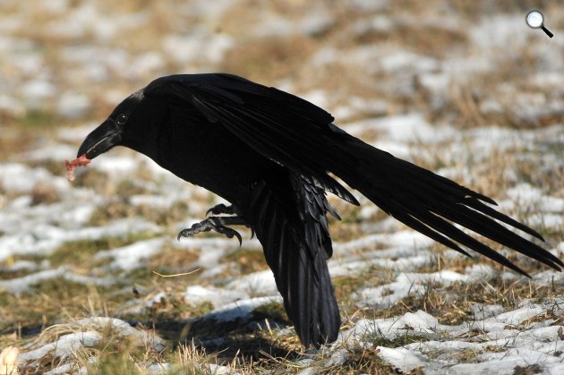 Holló (Corvus corax) a Pest megyei Pomáz környékén 2021. (Fotó: MTI/Kovács Attila)