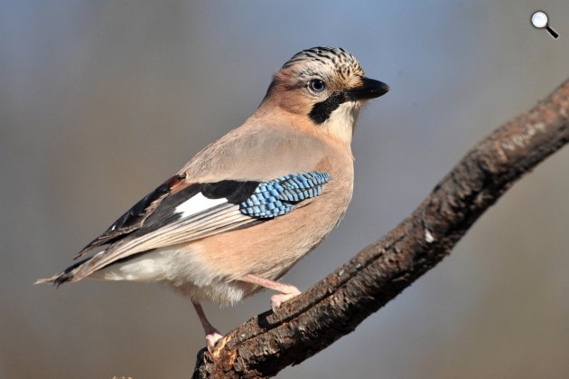 Szajkó (Garrulus glandarius) a Pest megyei Pomáz környékén 2021. (Fotó: MTI/Kovács Attila)