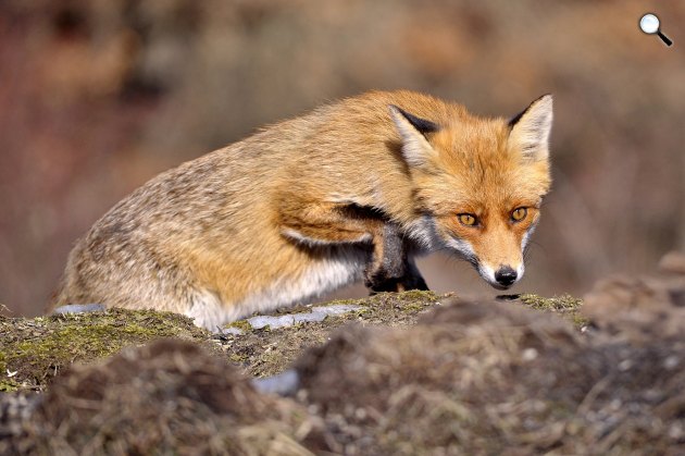 Vörös róka (Vulpes vulpes) a Pest megyei Pomáz környékén, 2021. (Fotó: MTI/Kovács Attila)