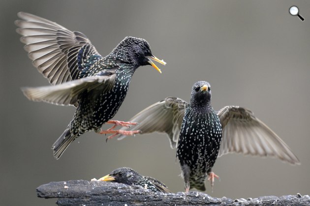 A hím seregély (Sturnus vulgaris) harciasan védelmezi a fészek környékét a Pest megyei Pomáz környékén 2021 (Fotó: MTI/Kovács Attila)