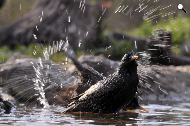 Fürdőző seregélyek (Sturnus vulgaris) a Pest megyei Pomáz környékén 2021 (Fotó: MTI/Kovács Attila)