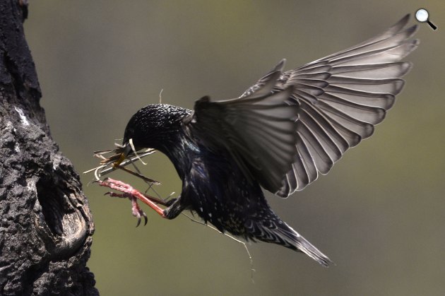 Fészket építő seregély (Sturnus vulgaris) a Pest megyei Pomáz környékén 2021 (Fotó: MTI/Kovács Attila)