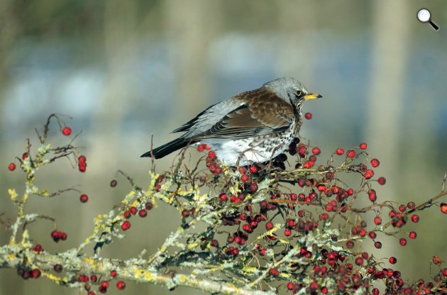 Egy galagonyabokron nézelődő fenyőrigó (Turdus pilaris) (Fotó: Karsten Madsen)