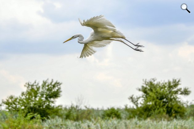 A Hortobágyi Madárkórházban felépült nagy kócsag (Ardea alba) repül szabadon engedése után Hortobágy közelében, bokros területen, 2020. A magyar természetvédelem címermadara fokozottan védett, természetvédelmi értéke 100 000 forint. (Fotó: MTI/Czeglédi Zsolt)