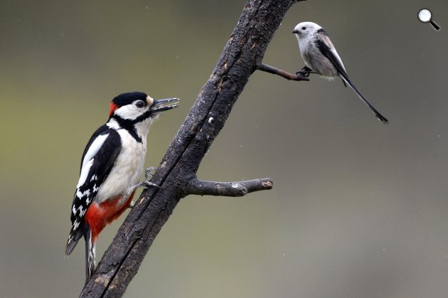 Nagy fakopáncs (Dendrocopos major) és őszapó (Aegithalos caudatus) a Pest megyei Pomáz környékén, 2021 (Fotó: MTI/Kovács Attila)
