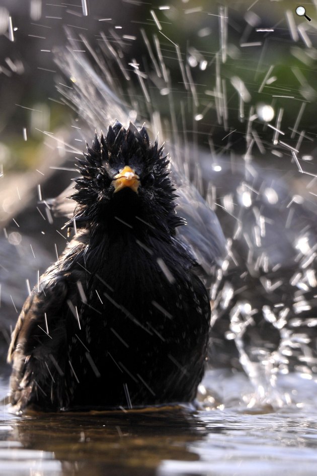 Fürdőző seregély (Sturnus vulgaris) a Pest megyei Pomáz környékén, 2021 (Fotó: MTI/Kovács Attila)