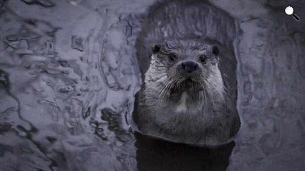 Vad víz - Aqua Hungarica - európai vidra  (Lutra lutra) (Fotó: Pannonia Entertainment)