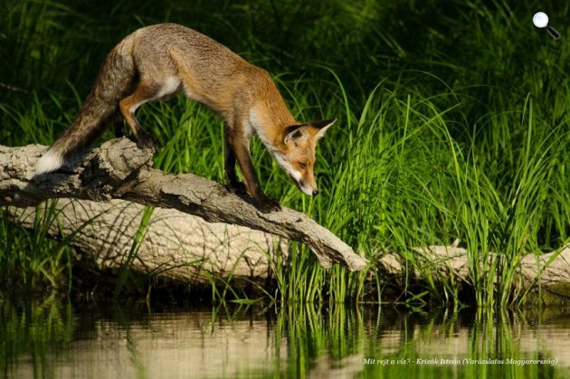 Mit rejt a víz? - vörös róka, Duna-Dráva Nemzeti Park (Fotó: Krizák István/Varázslatos Magyarország)