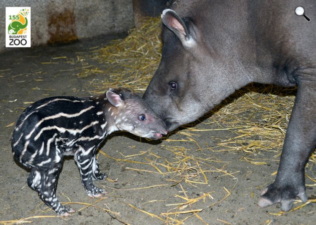 Suki, a tapír (Tapirus terrestris) anyuka és újszülöttje az állatkertben, 2021 (Fotó: Fővárosi Állat- és Növénykert/Facebook)