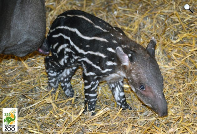 Suki, a tapír (Tapirus terrestris) anyuka újszülöttje az állatkertben, 2021 (Fotó: Fővárosi Állat- és Növénykert/Facebook)